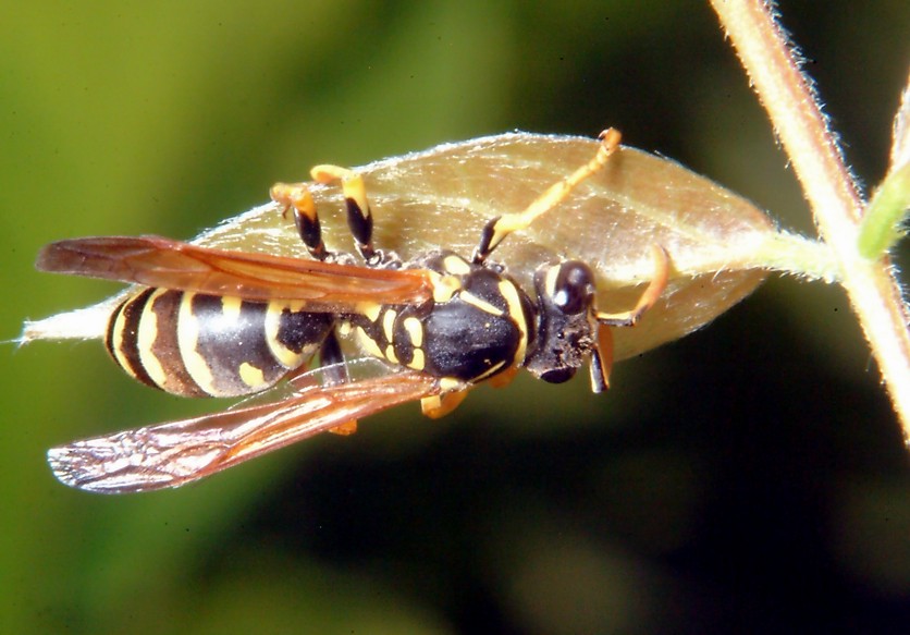 Polistes bruca